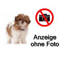 Suche Shih Tzu Welpe