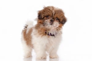 Wie erkenne ich einen gesunden Shih Tzu Welpen?