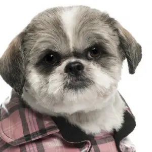 Hängende Ohren können beim Shih Tzu zum Problem führen. Hängende Ohren können beim Shih Tzu zum Problem führen.