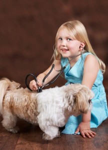 Der Shih Tzu wird von dem kleinen Kind untersucht.