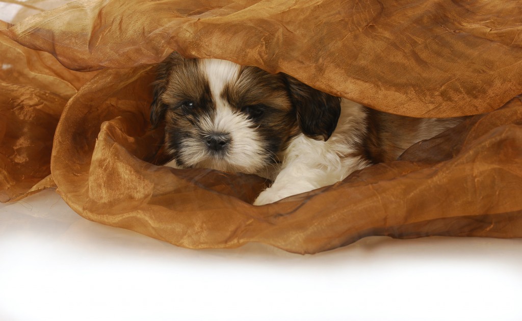 Kleiner Shih Tzu Welpe unter eine Decke.