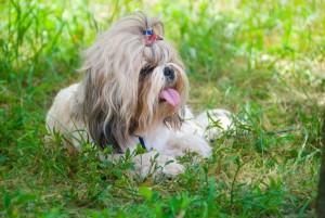 Kurze Nase Shih Tzu Krankheiten Kurze Nase Shih Tzu Krankheiten