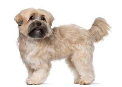 Seitenansicht Shih Tzu Rassestandard