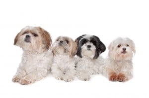 Was sind die Kriterien für seriöse Shih Tzu Züchter?