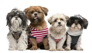 Shih Tzu Familie Shih Tzu Familie mit reinrassigen Shih Tzu