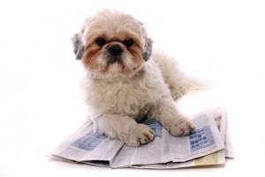 Shih Tzu kaufen