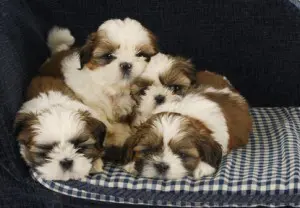 Shi Tzu Krankheiten beim Welpenkauf Shi Tzu Krankheiten beim Welpenkauf