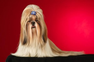 Shihtzu mit langen Haaren