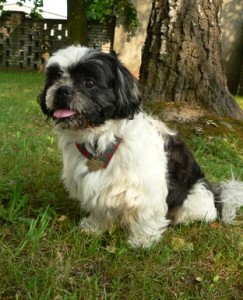 Shih Tzu Mix Manchmal ist ein Shih Tzu Mix nicht von einem reinrassigem Hund zu unterscheiden.