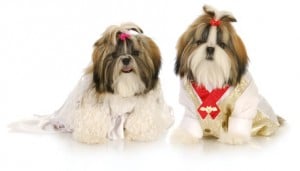 Shih Tzu Pflege: Gesichtsbehaarung durch Schleife steuern