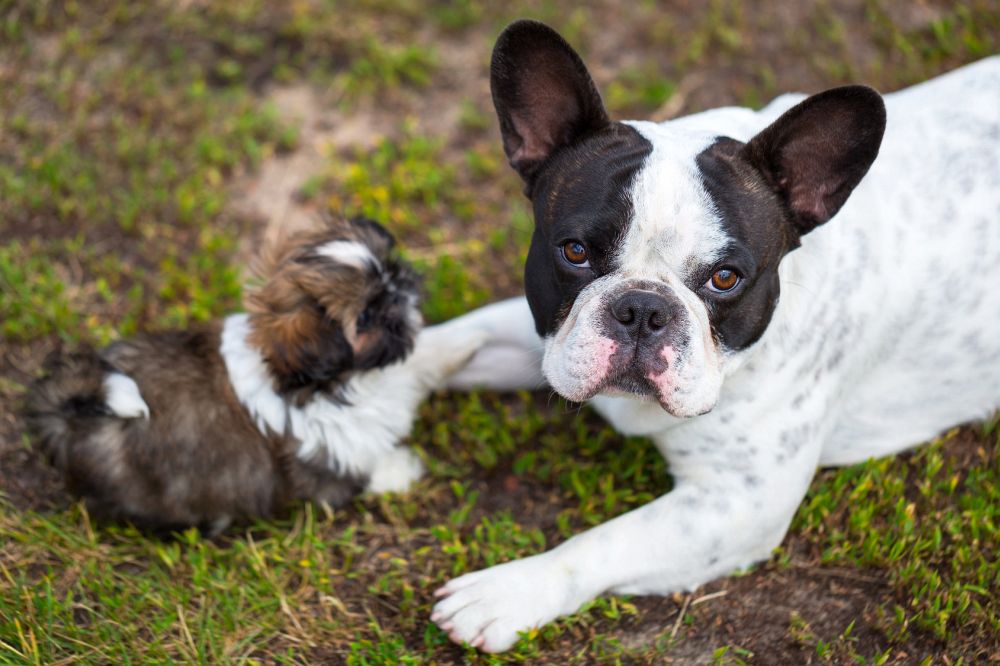 Süße Shih Tzu Welpen Shih Tzu Kauf