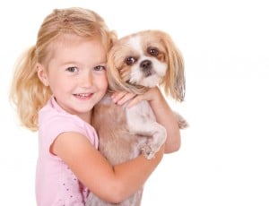 Was ist beim Shih Tzu Kauf vom Züchter zu beachten?