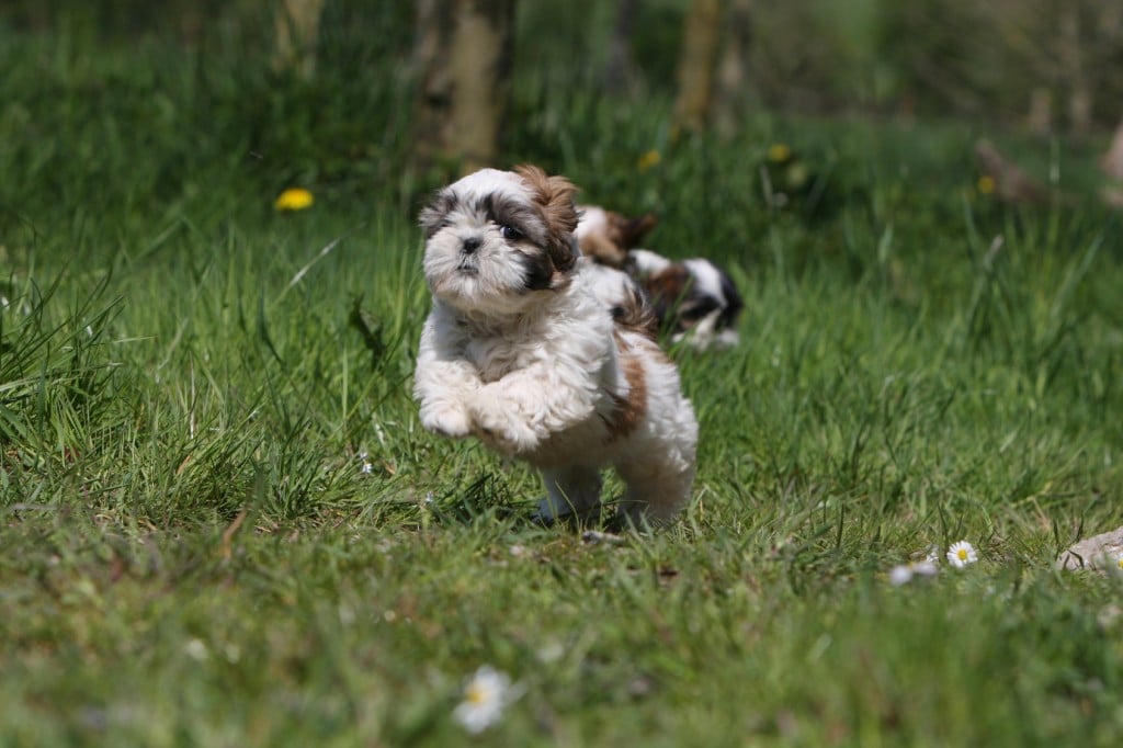 Ein lebendiger Shih Tzu der auf dem Rasen tobt.