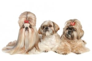 Shihtzu Charakter