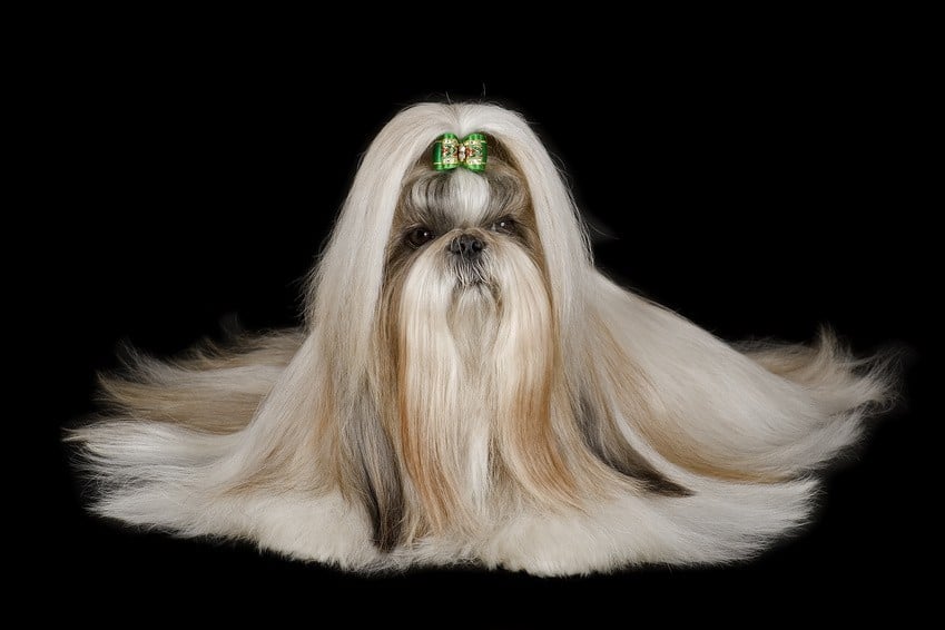 Shih Tzu Pflege