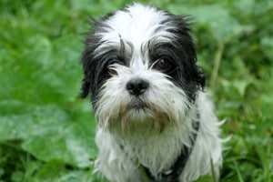 Malteser Shih Tzu