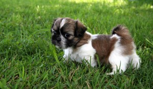 Shih Tzu Welpe im Gras