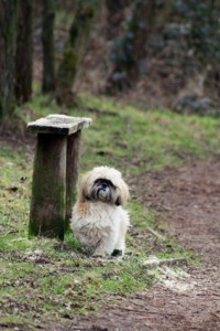 ShihTzu auf Wanderschaft im Wald