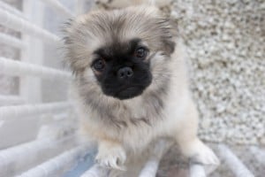 Ein kleiner Shih Tzu in Not