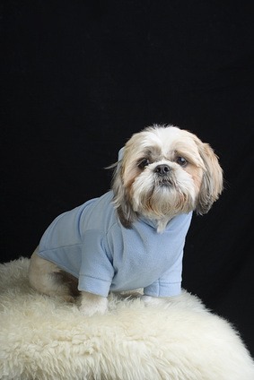 Shih Tzu in blauem Pullover auf schwarzen Hintergrund