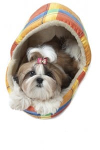 Der Shih Tzu fühlt sich im Hundekorb wohl.