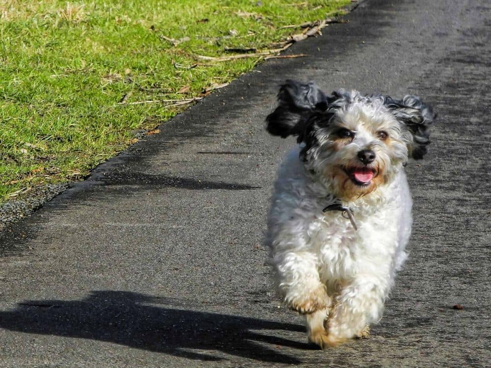 Shih Tzu Mix