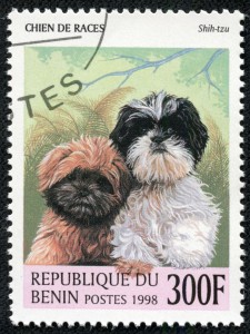 Shih Tzu Charakter und Wesen