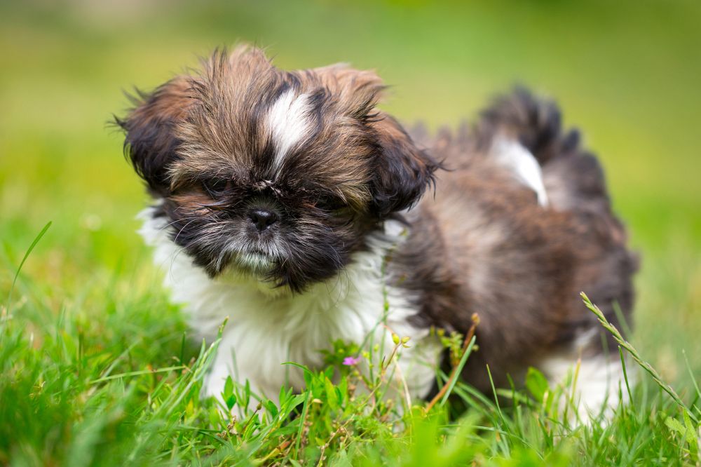 Shih Fotos und Bilder - Shih Tzu