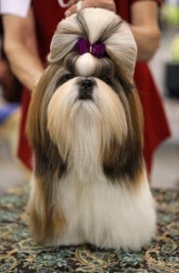 Shih Tzu Deckrüde