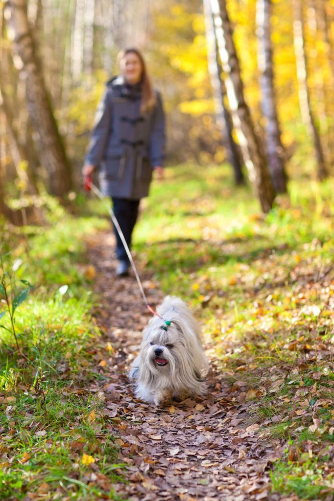 Einfluss Lebenserwartung Shih Tzu