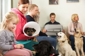 Mein Shih Tzu hat Milben im Ohr, was tun? - Zum Tierarzt!