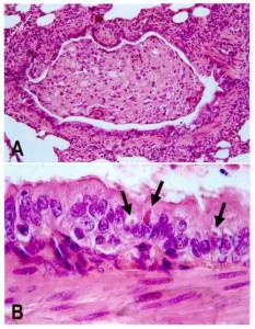 Staupe Virus Hund