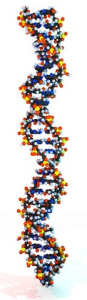 DNA-Analyse Shih-Tzu