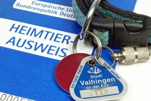 Hundesteuer Shih Tzu