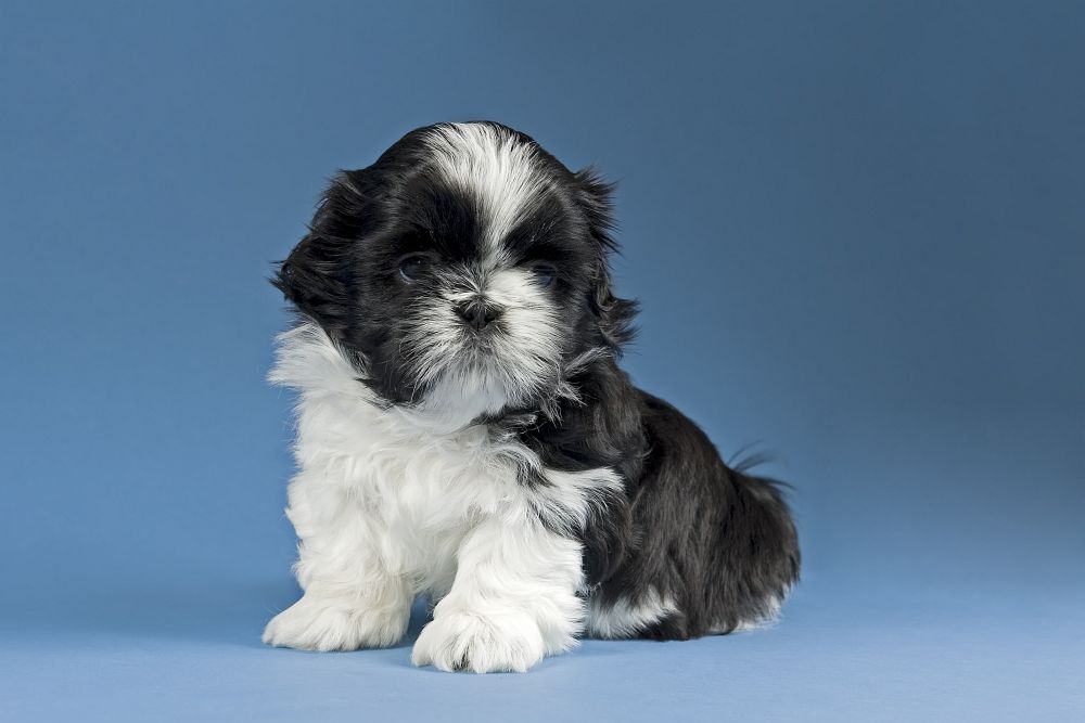 Shih Tzu kaufen Shih Tzu