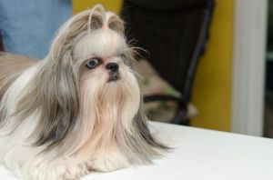 Shih Tzu Pflege