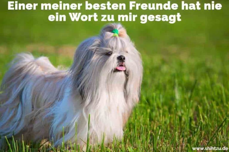 Shih Tzu Zitate und Sprüche Shih Tzu