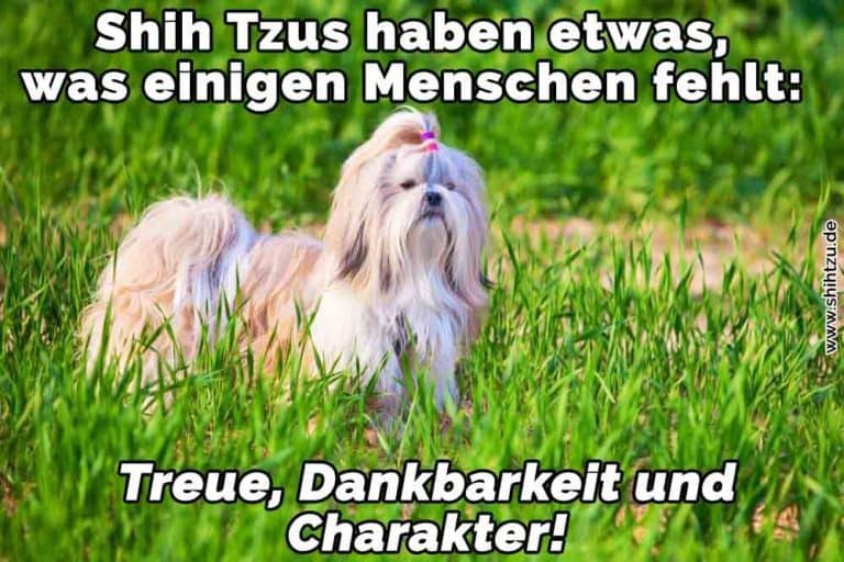 Shih Tzu Zitate und Sprüche Shih Tzu
