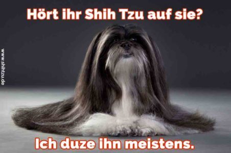 Shih Tzu Zitate und Sprüche Shih Tzu