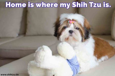 Shih Tzu Zitate und Sprüche Shih Tzu