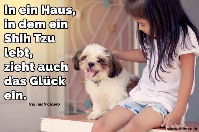 Shih Tzu Zitate und Sprüche Shih Tzu