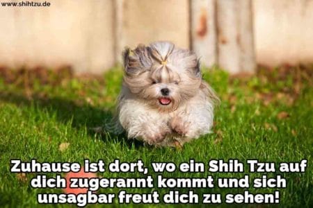 Shih Tzu Zitate und Sprüche Shih Tzu