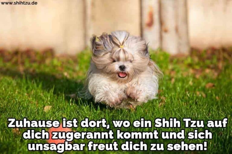 Shih Tzu Zitate und Sprüche Shih Tzu