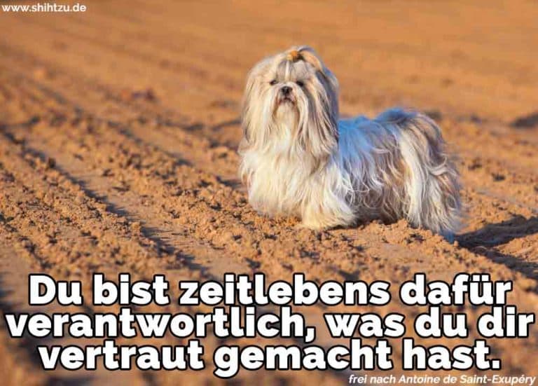 Shih Tzu Zitate und Sprüche Shih Tzu