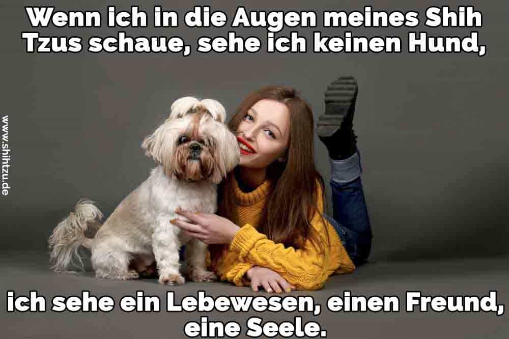 Shih Tzu Zitate Und Sprüche