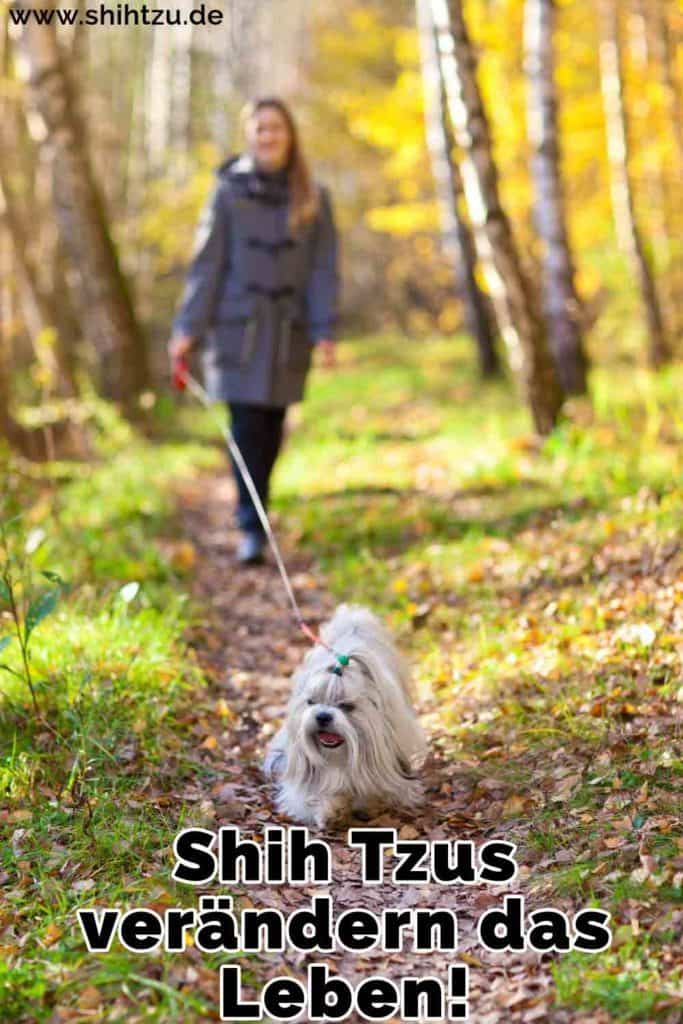 Shih Tzu Zitate und Sprüche Shih Tzu