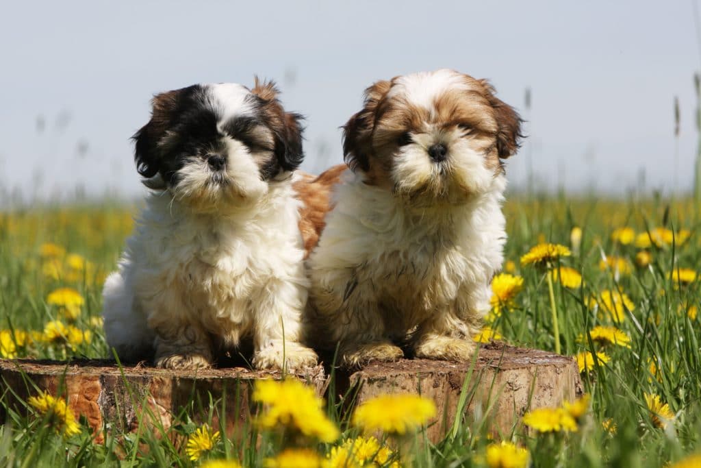 Hunderasse Shih Tzu