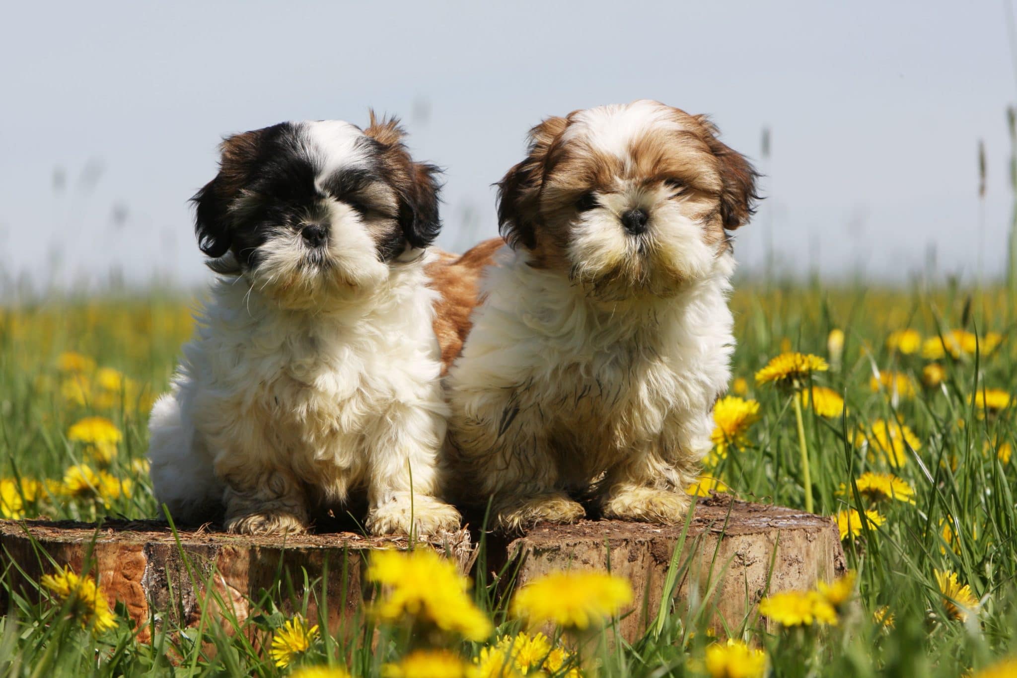 lokalisere tidevand fodspor Shih Tzu - Shih Tzu