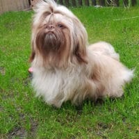 Shih-Tzu Deckrüde    "KEIN VERKAUF"