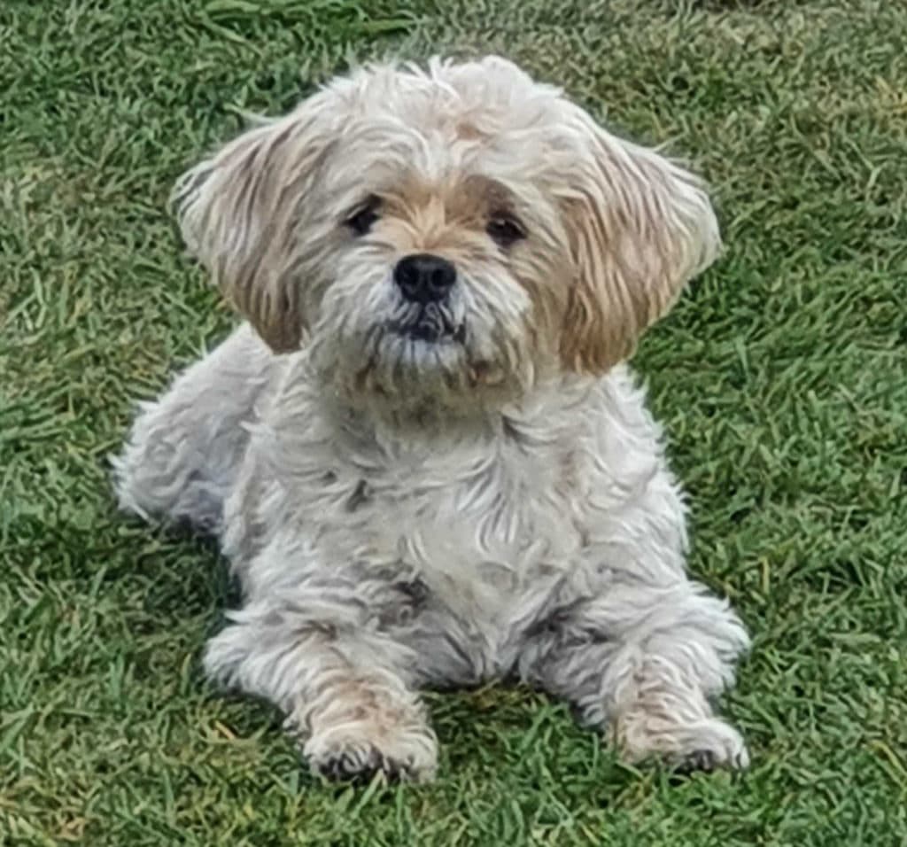 Wolly - ein ganz aufgeweckter Haveneser-Shih Tzu-Mix. 